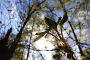 first leaves of chestnut