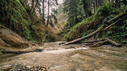 Fern Canyon, Northern California