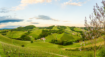 Fototapeta na wymiar Vineyards panorama in Steinbach, Leibnitz area famous destination wine street area south Styria , wine country in spring. Tourist destination.