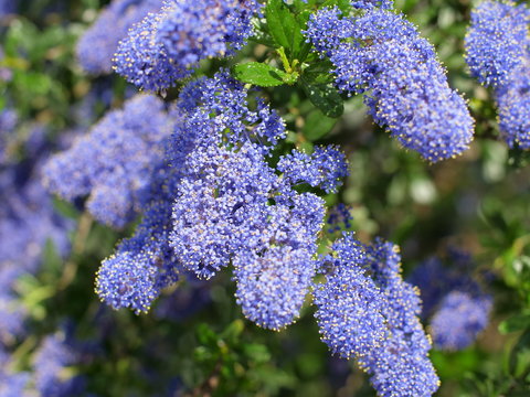 Ceanothus Flowers02