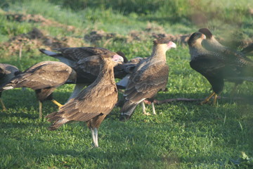 caranchos 