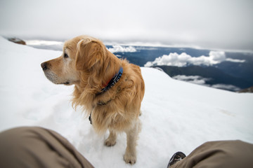 rescue dog on a background of mountains