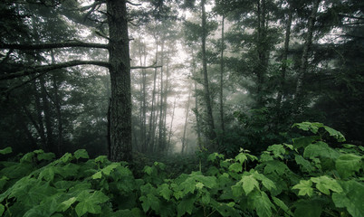  A foggy landscape among the forests of Del Norte County, Northern California