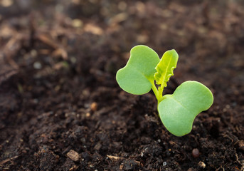 Single curly kale seedling, just sprouted. Close up. Brassica oleracea or cruciferous vegetables. Spring planting. Tiny kale seed planted in outdoor vegetable bed.  First true leaf.