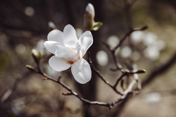 a flower of white magnolia tree