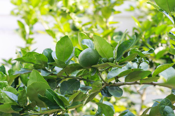 Ripening fruits lemon tree close up. Fresh green lemon limes hanging on tree