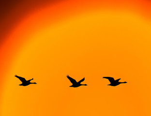 Three geese fly in a row  fly against a dramatic orange sky wash in silhouette.Illustration
