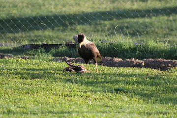 carancho comiendo presa