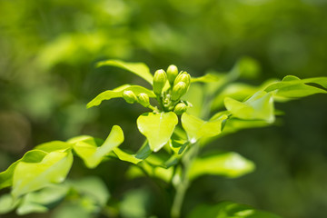 Orange Jessamine flowers and green leaf