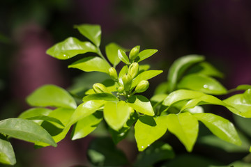 Orange Jessamine flowers and green leaf