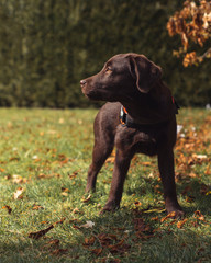 Chocolate labrador puppy