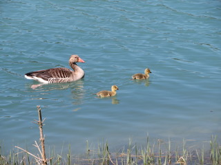 Graugans mit Nachwuchs
