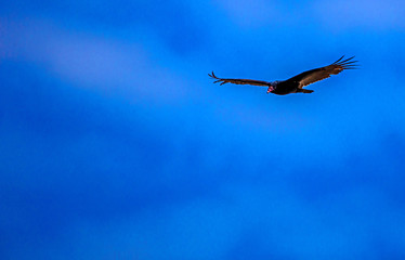 American vulture 