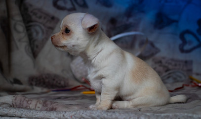 chihuahua puppy on white