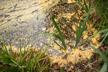 Pollen am See