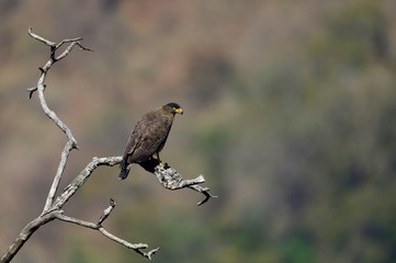 Crested Serpent Eagle on a Branch
