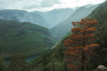 tree with orange on the background of the Norwegian