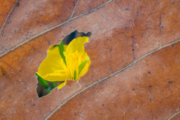 view through the hole of a leaf