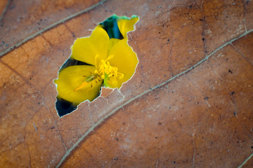 view through the hole of a leaf
