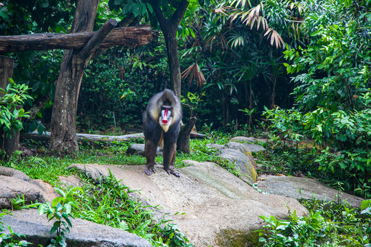 Big monkey, mandrill (lat. Mandrillus sphinx). Beautiful portrait of a mandrill close-up, a baboon monkey with a colorful face and a butt. Limbe Wildlife Center, Cameroon, West Africa.