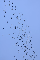 Flock of birds on a background of blue sky