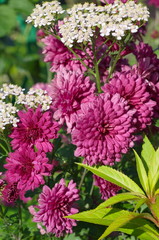Pink chrysanthemums and white yarrow bloom in a flower bed in the garden