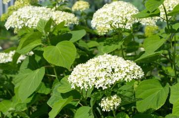 Flowering Hydrangea paniculata in the garden