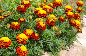 yellow and red flowers