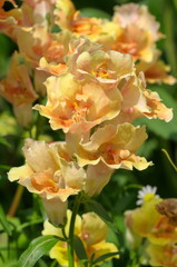 Pink antirrhinum large-flowered close up