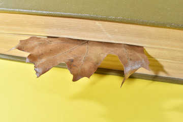 Duże, grube stare książki na tle. © Krzysztof Głowacki