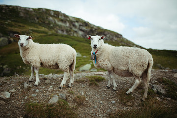 Obraz premium two sheep in the mountains of norway