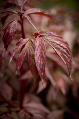 Spring trees, flowers, plants after rain