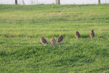 buhos cerca de su nido