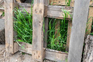 wooden fence and green grass