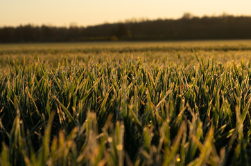 Green grass, morning dew with water drops