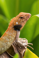 Oriental Garden Lizard - Calotes versicolor, colorful changeable lizard from Asian forests and...
