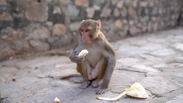 Mono comi&eacute;ndose un pl&aacute;tano en &Iacute;ndia.