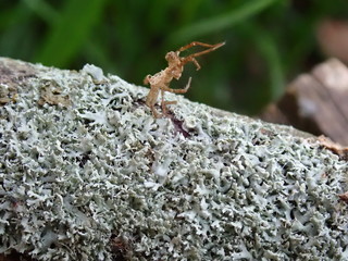 ant on a stone