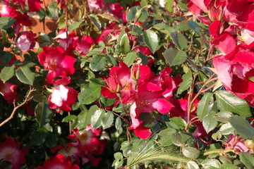 kwiaty rosa zieleń czerwień natura WIOSNA 