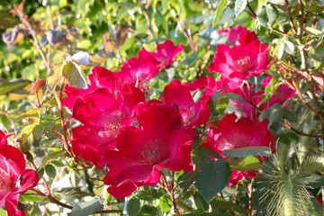kwiat róża czerwona wiosna zieleń