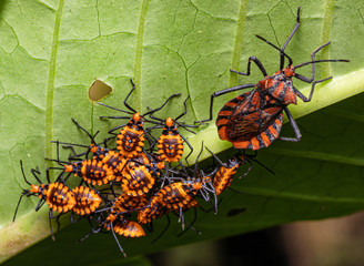 Adult Coreid Bug or Leaf-Footed Bug (Spartocera pantomima) with its nymphs.