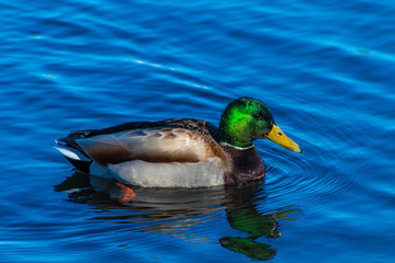 duck in the water