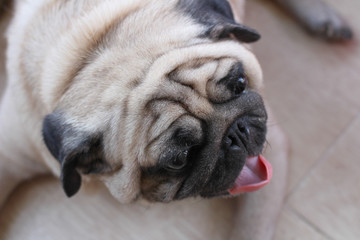 joyful face of a pug dog