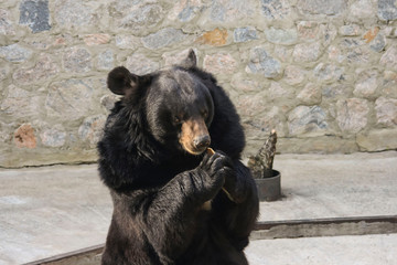Baribal american bear in city zoo sitting eating cookie