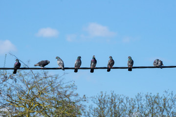Birds on the line