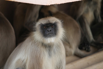 monkeys resting on the roof