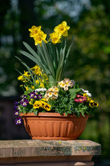 Flower Pot 1