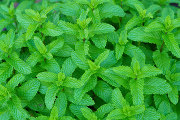 Leaves of Spearmint herb growing during spring season near Dallas, Texas