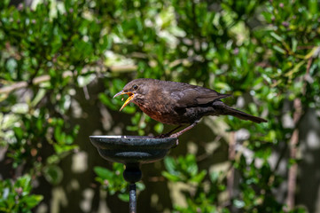 Female blackbird, Turdus merula, perched on suet garden bird feeder