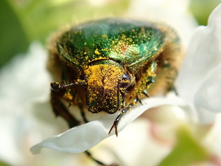 green bug on a leaf